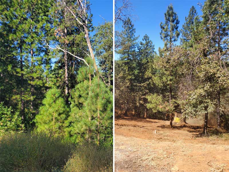 before and after land clearing foresthill ca